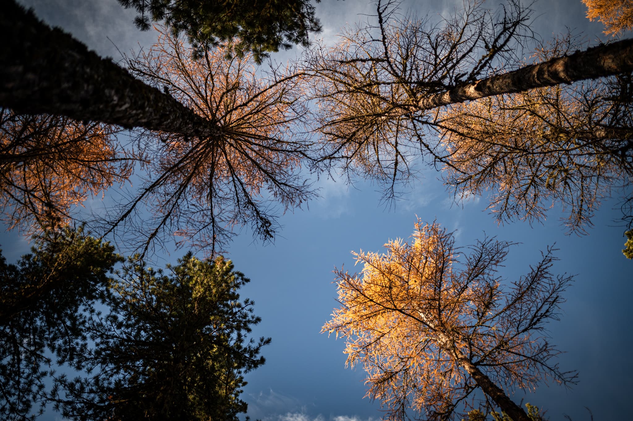 Wald mit Nadelbäume