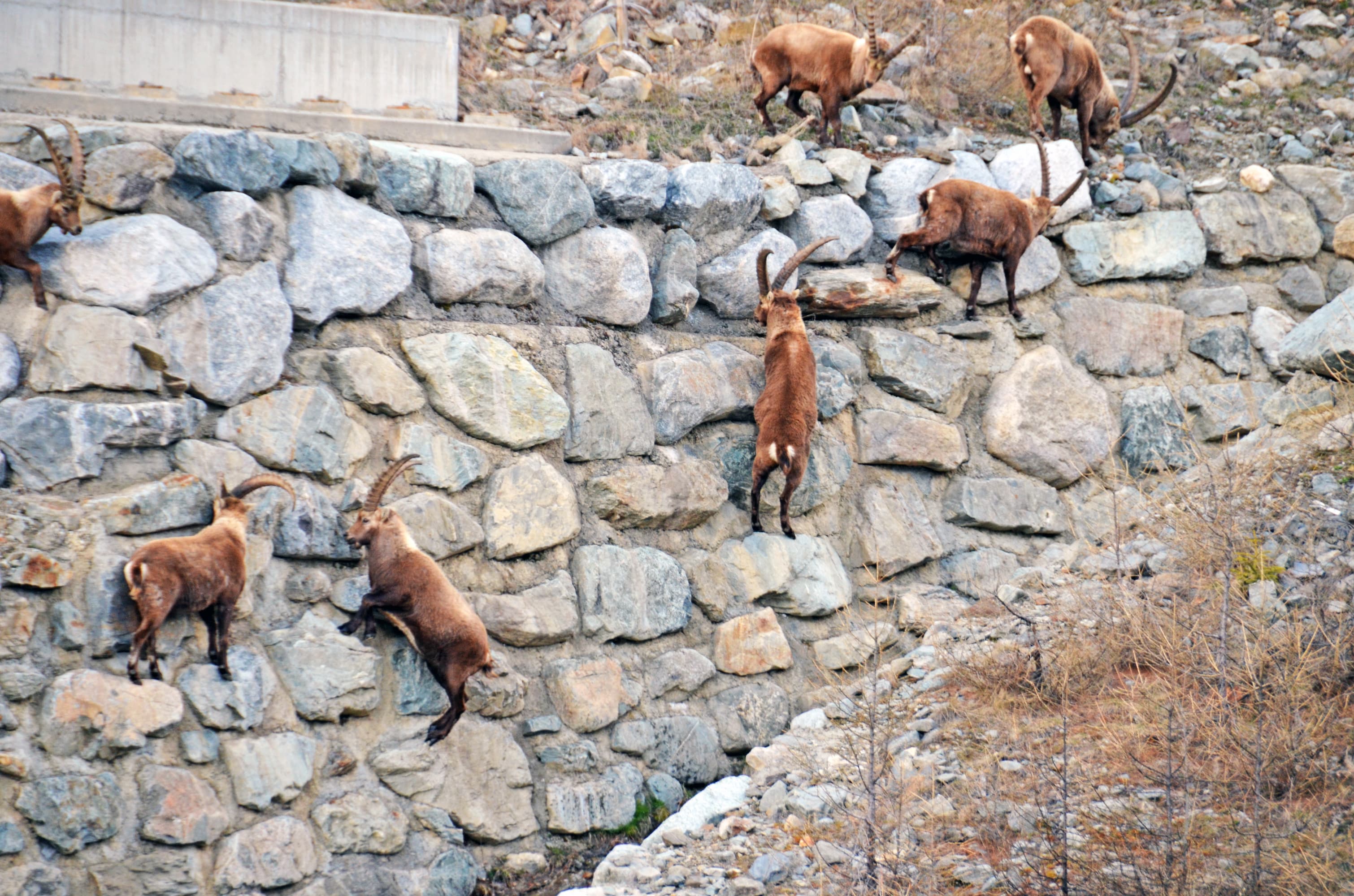 Steinböcke Piontresina